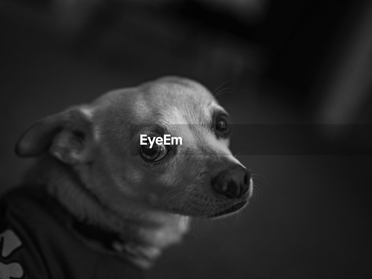 PORTRAIT OF DOG