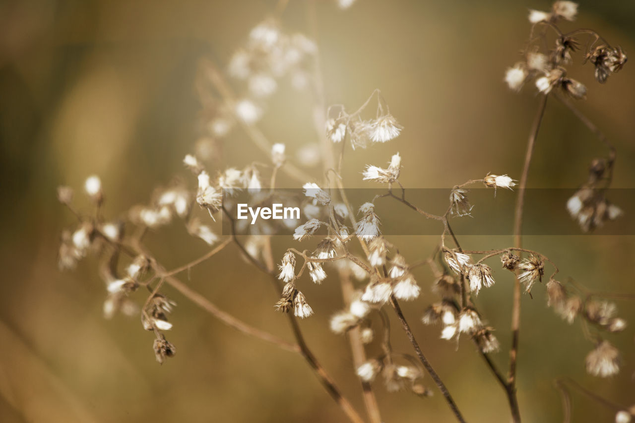 Close-up of flowering plants on field