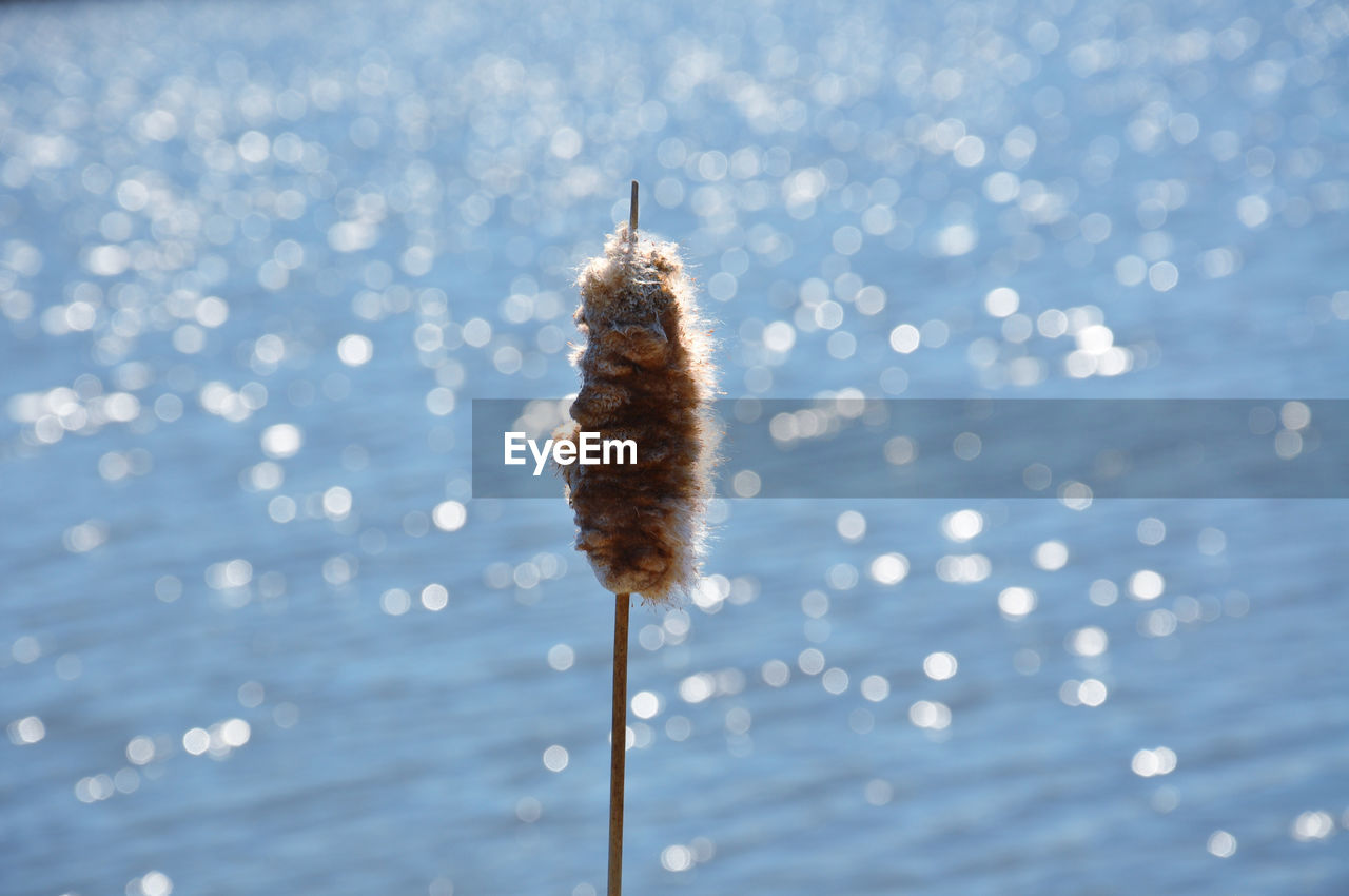 Close-up of cattail against sparkling lake