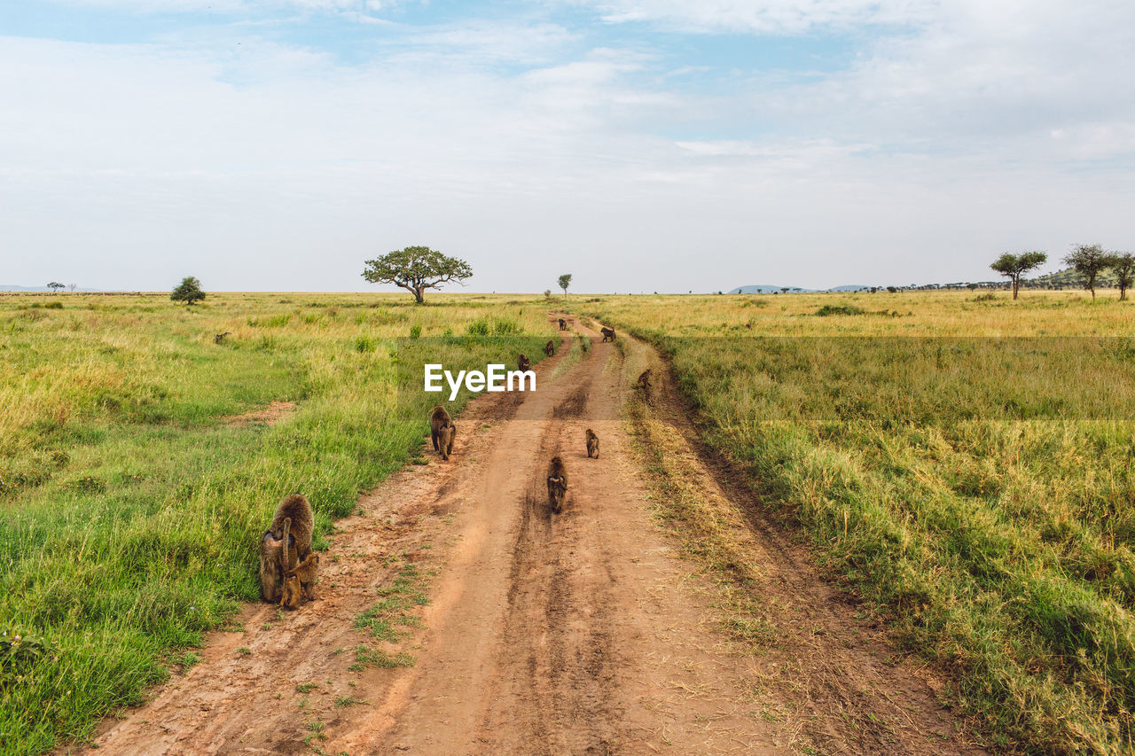 Baboons o a road on a field