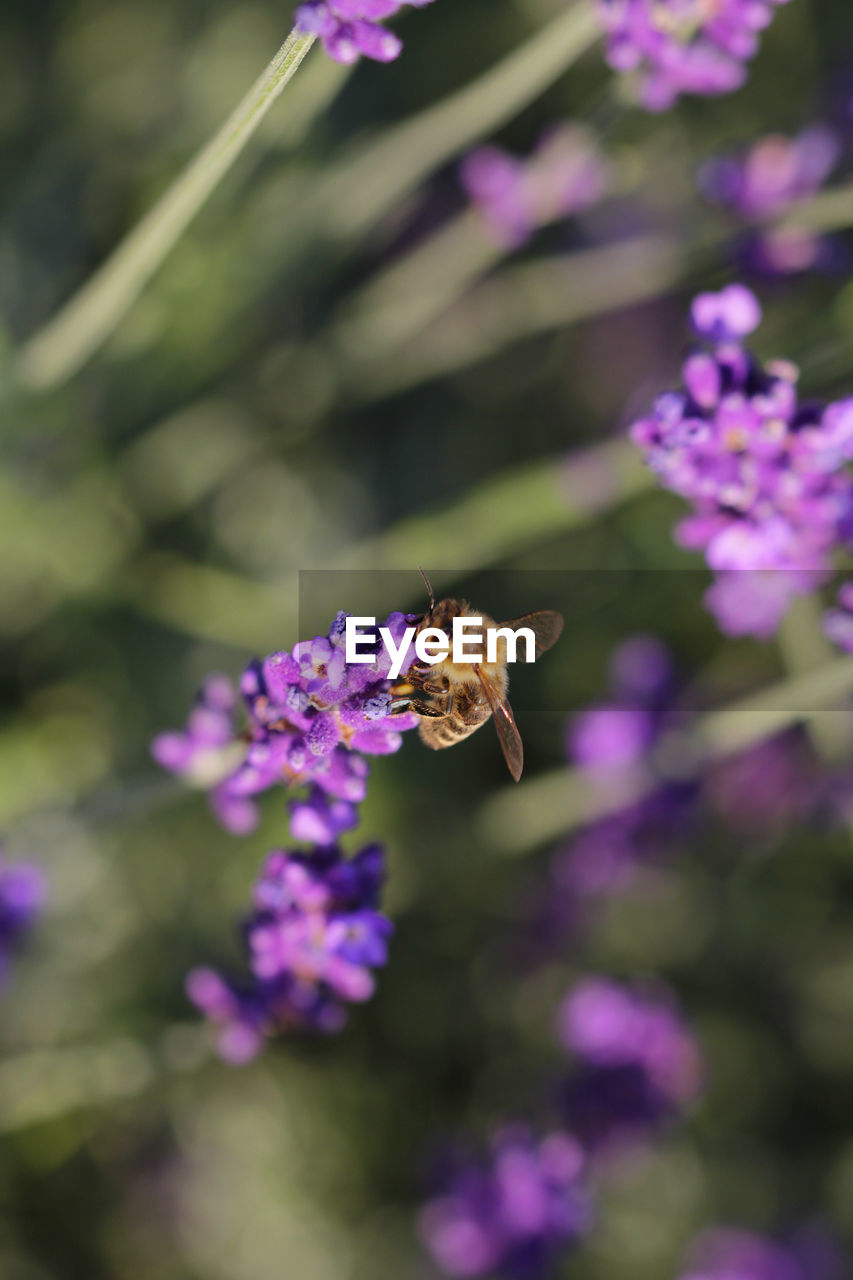 Bee pollinating on purple flower