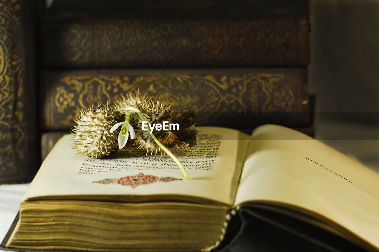 Close-up of flower and spiked fruit on book at home