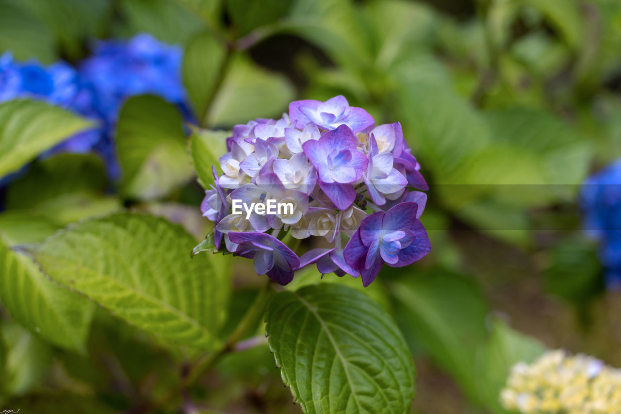 CLOSE-UP OF PURPLE FLOWERING PLANT