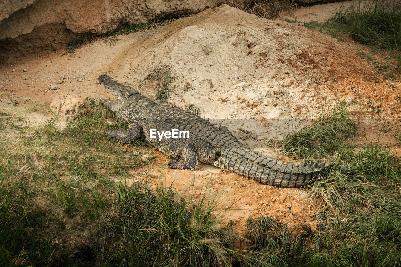 animal, animal themes, animal wildlife, reptile, crocodile, wildlife, one animal, nature, no people, alligator, grass, high angle view, plant, land, relaxation, day, outdoors, field, warning sign, sign, communication