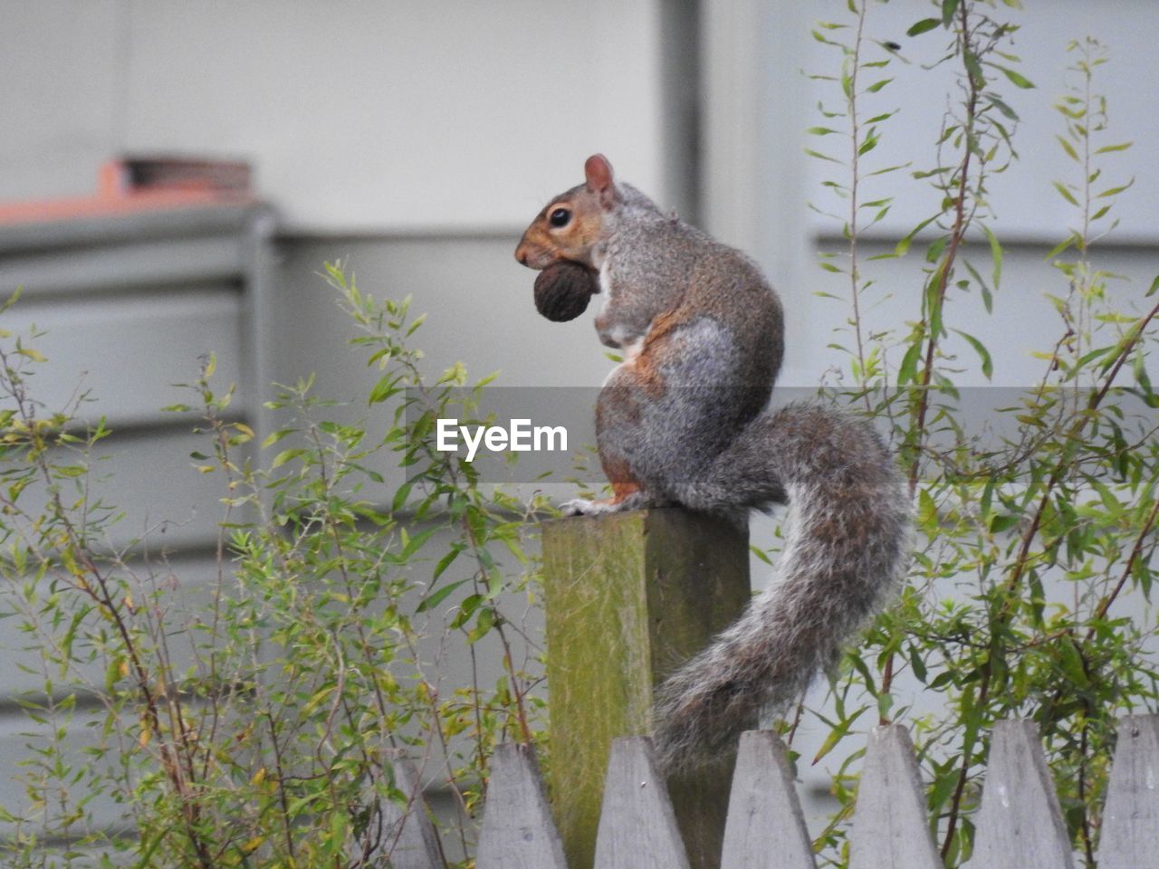 SQUIRREL ON TREE BY PLANTS