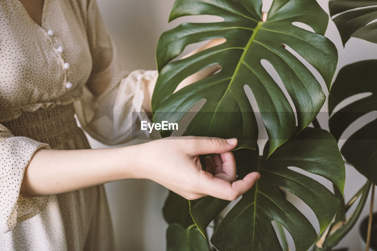 Close-up of woman's hand in silk dress touching leaves monstera deliciosa or swiss cheese plant. 