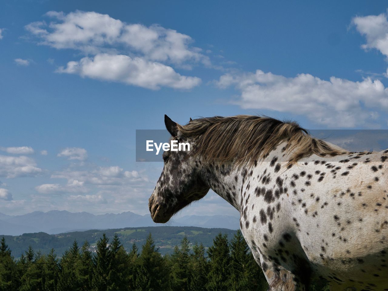 Side view of horse on mountain against sky