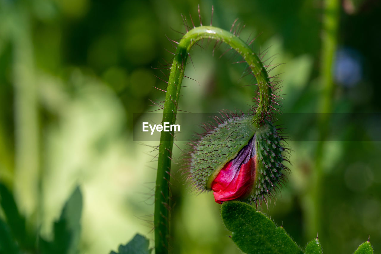 CLOSE-UP OF PINK ROSE BUD