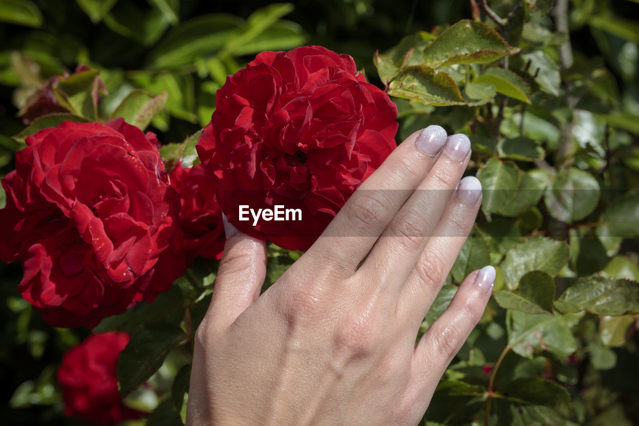 hand, plant, flower, red, flowering plant, freshness, nature, rose, beauty in nature, close-up, leaf, plant part, garden roses, one person, holding, fragility, petal, adult, flower head, growth, floristry, outdoors, lifestyles, women, inflorescence, day, finger, green