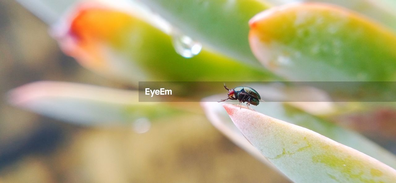 animal, animal themes, animal wildlife, insect, wildlife, one animal, close-up, flower, macro photography, green, ladybug, yellow, leaf, nature, no people, plant, focus on foreground, macro, beetle, ant, fly, outdoors, day, selective focus, water, animal wing, beauty in nature, plant part, freshness