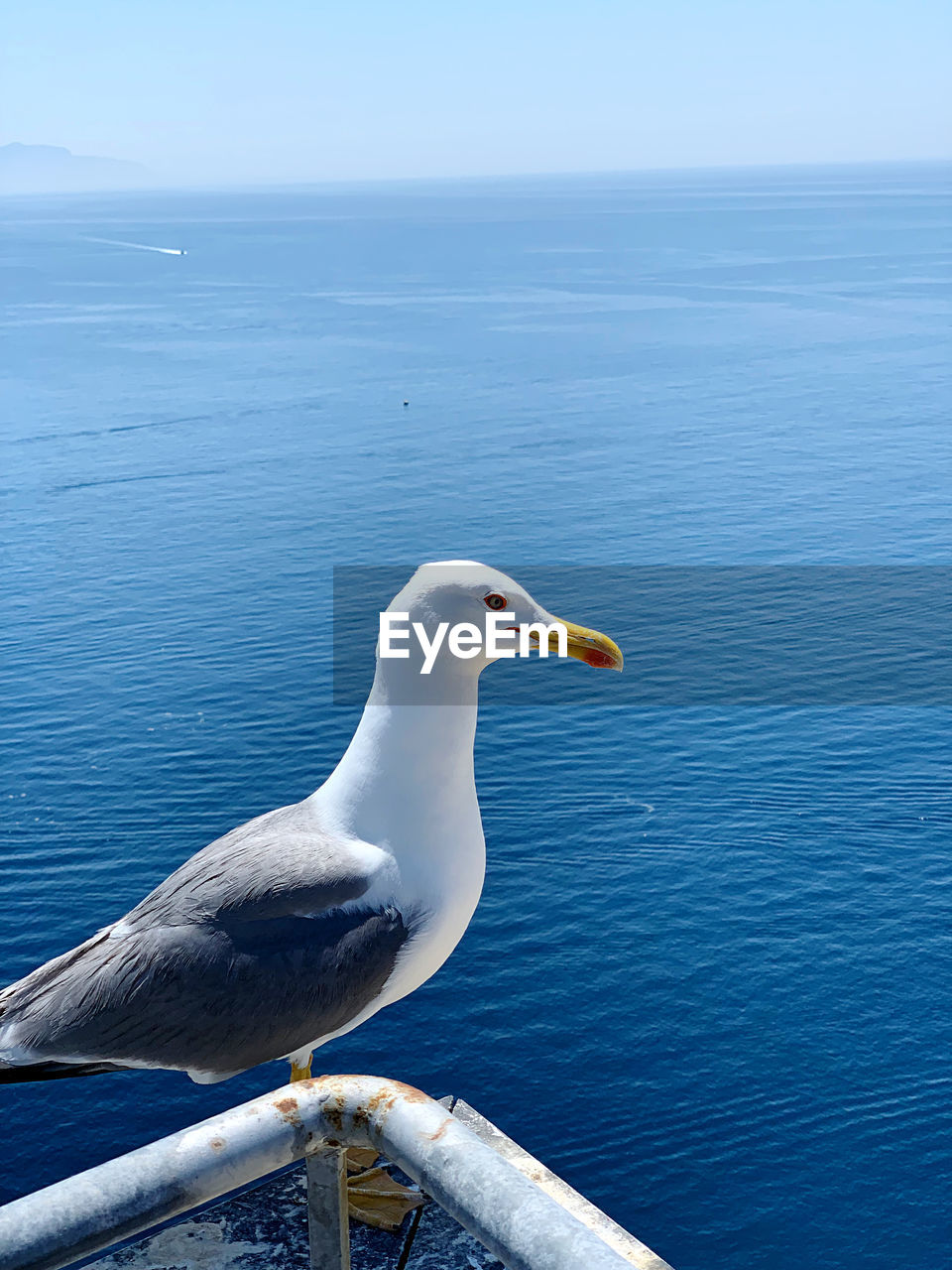 animal themes, bird, animal, animal wildlife, wildlife, water, sea, one animal, seabird, gull, nature, beauty in nature, no people, seagull, blue, perching, ocean, day, horizon over water, beak, european herring gull, tranquility, scenics - nature, horizon, outdoors, sky, tranquil scene