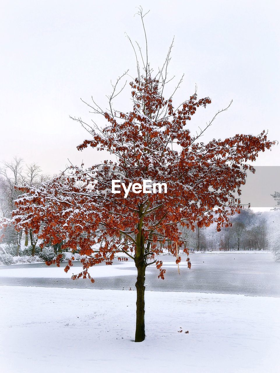 BARE TREE ON SNOW COVERED LANDSCAPE