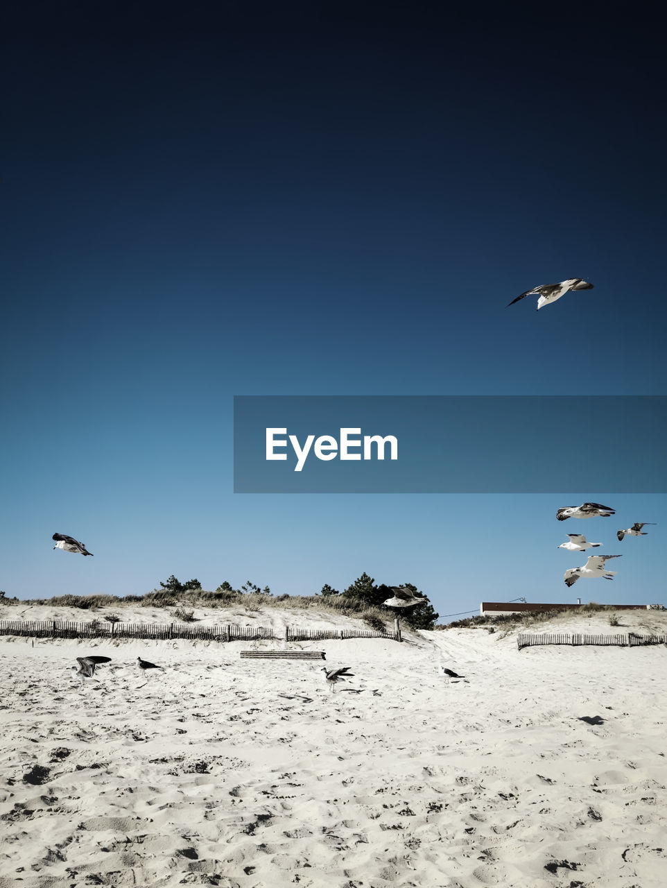 Seagulls flying over beach against clear sky