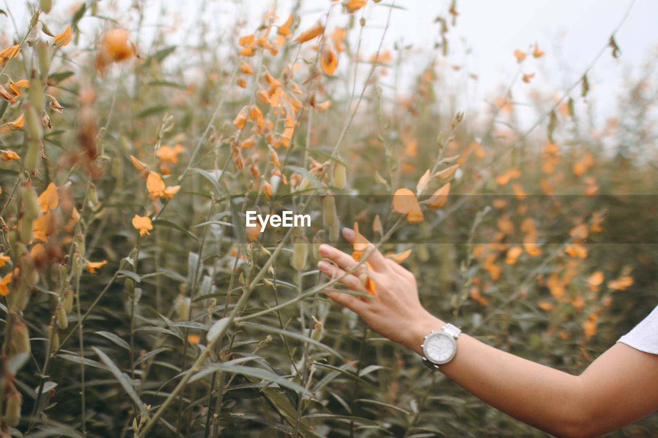 Midsection of woman touching flowers on field