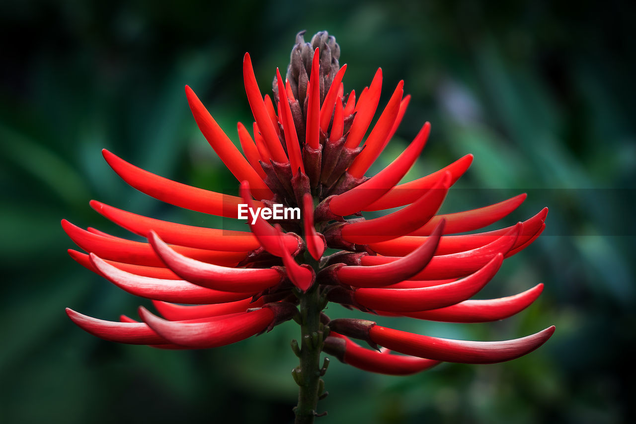 Close-up of red flower