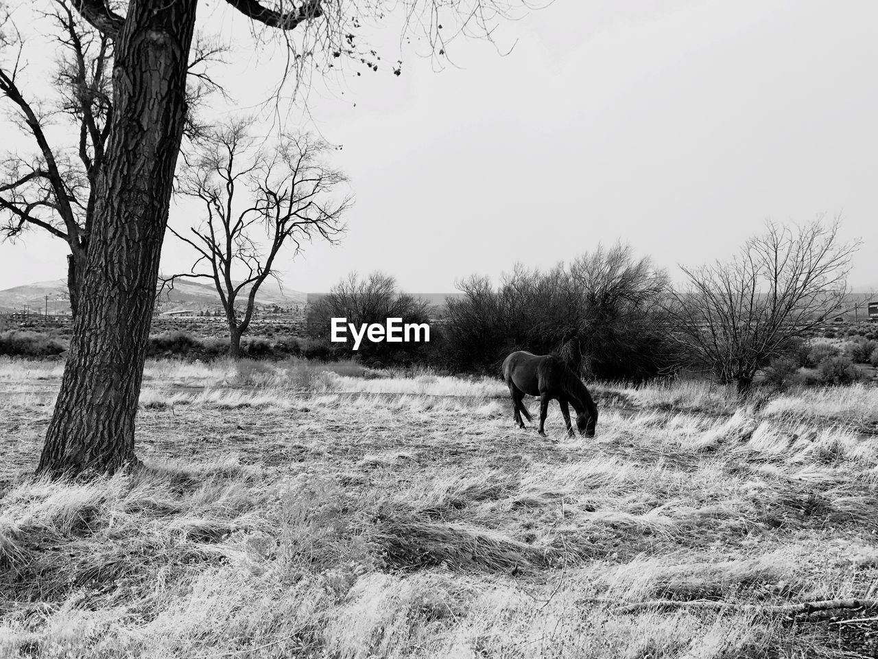 HORSES ON FIELD AGAINST TREES