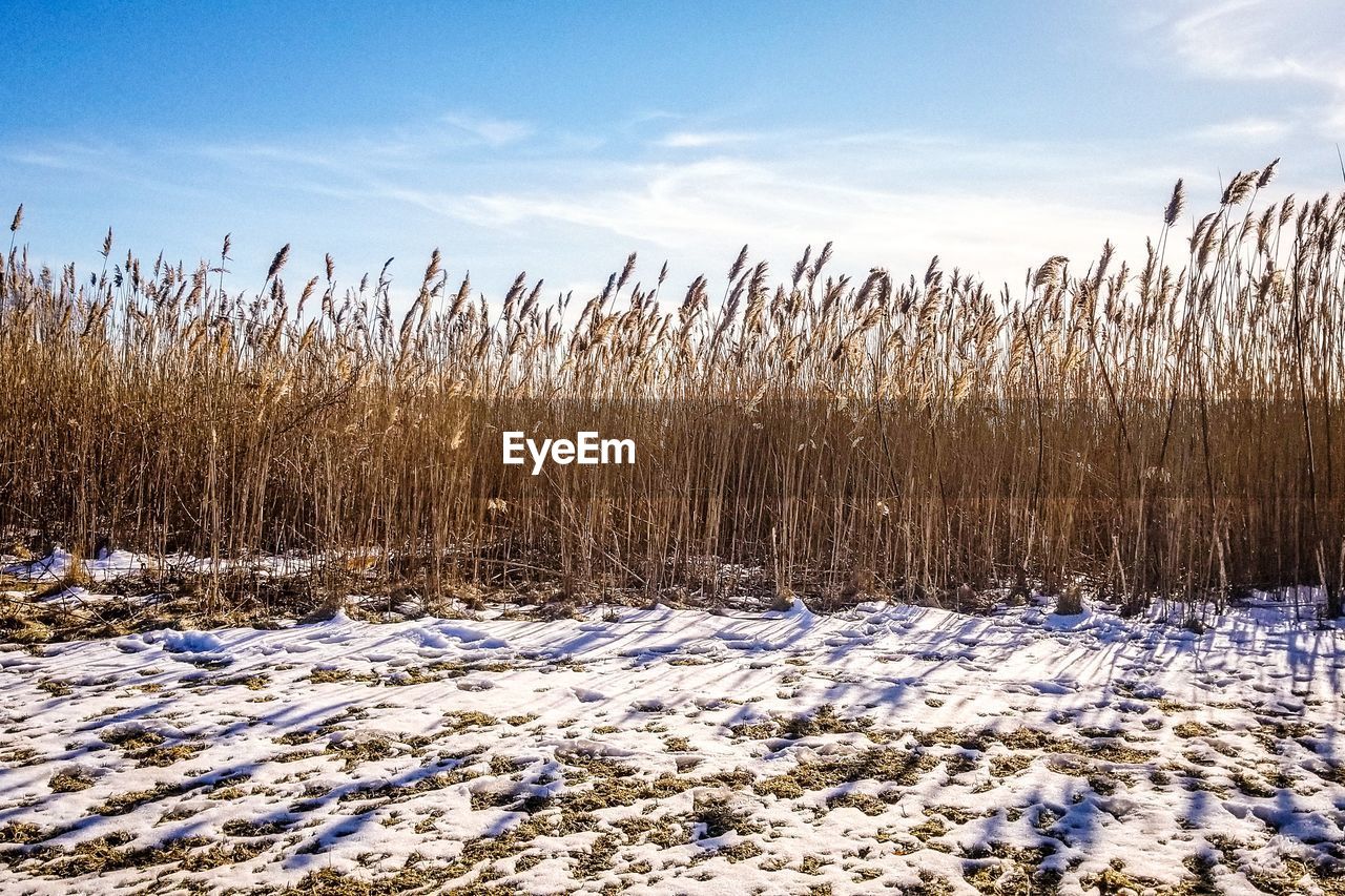 Plants on snow covered field against sky