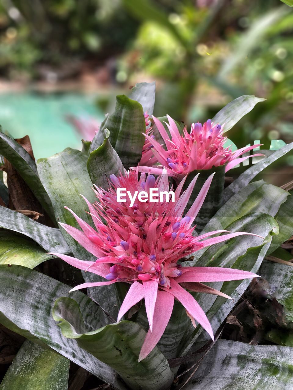 Close-up of flower