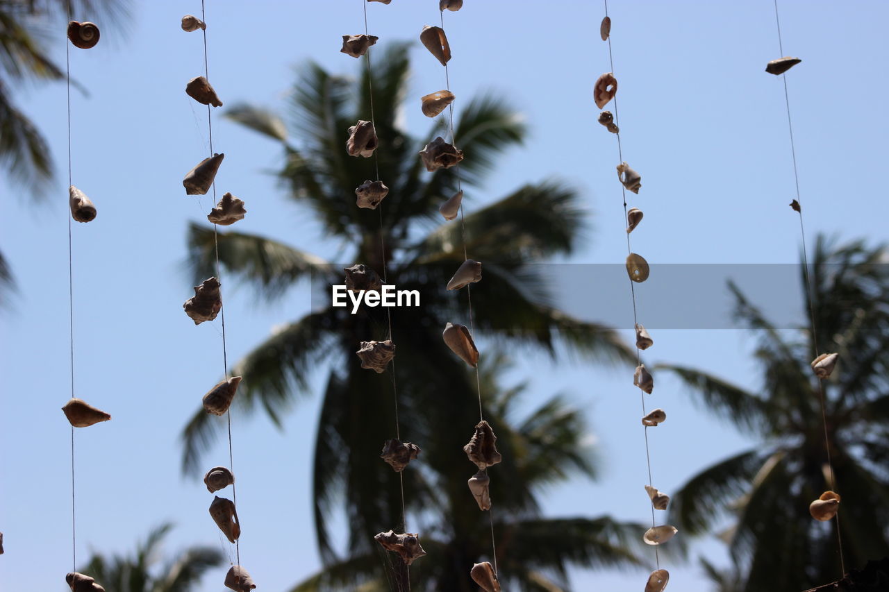 LOW ANGLE VIEW OF PALM TREE AGAINST SKY