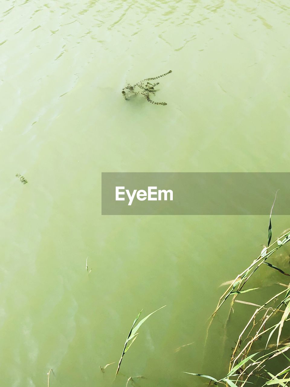 HIGH ANGLE VIEW OF LIZARD ON LAKE