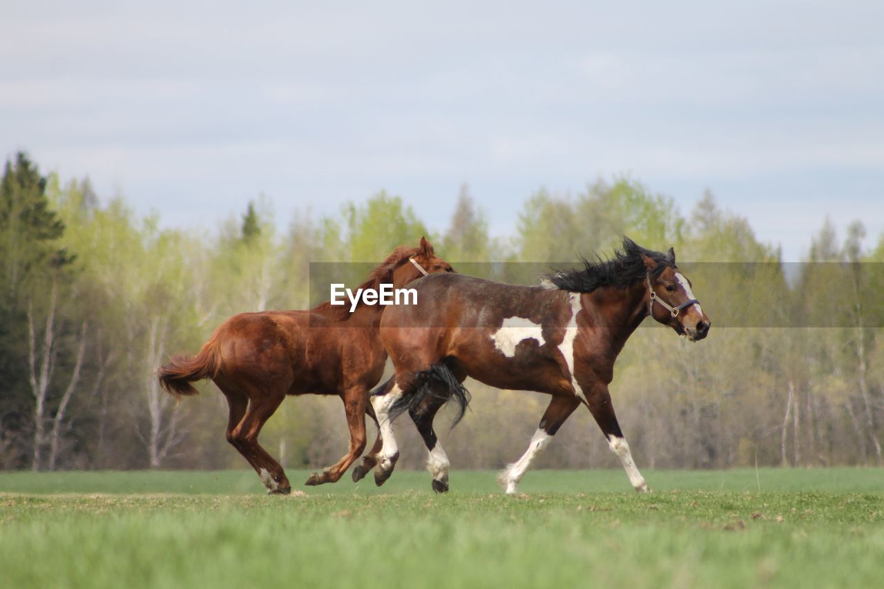 Horses running on field