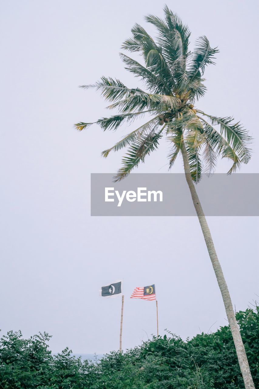 Low angle view of palm tree against clear sky