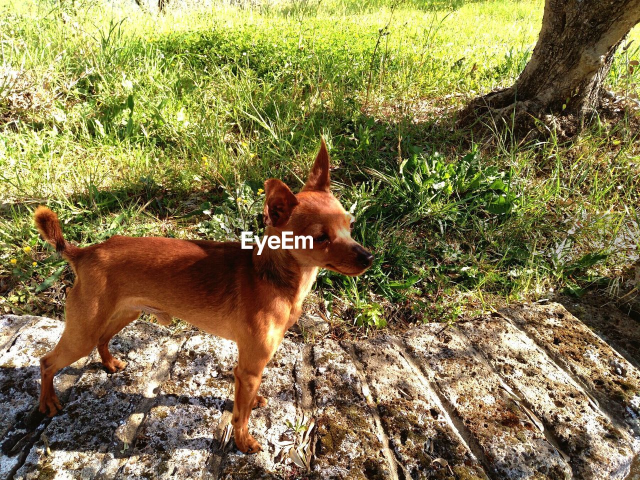 DOG STANDING IN FIELD