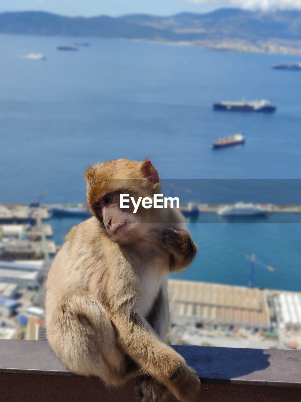 Monkey sitting on a rock