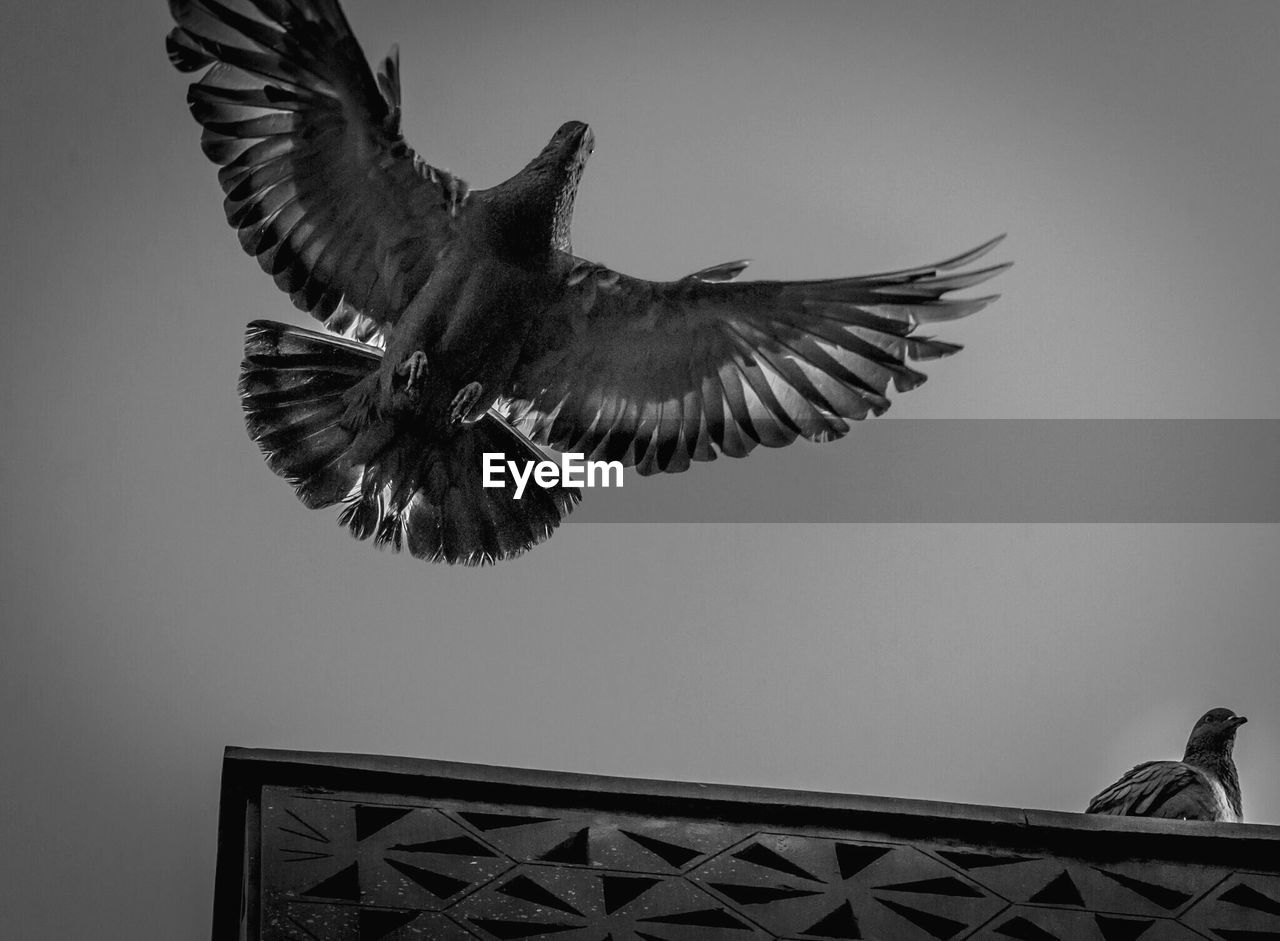 Low angle view of bird flying against clear sky