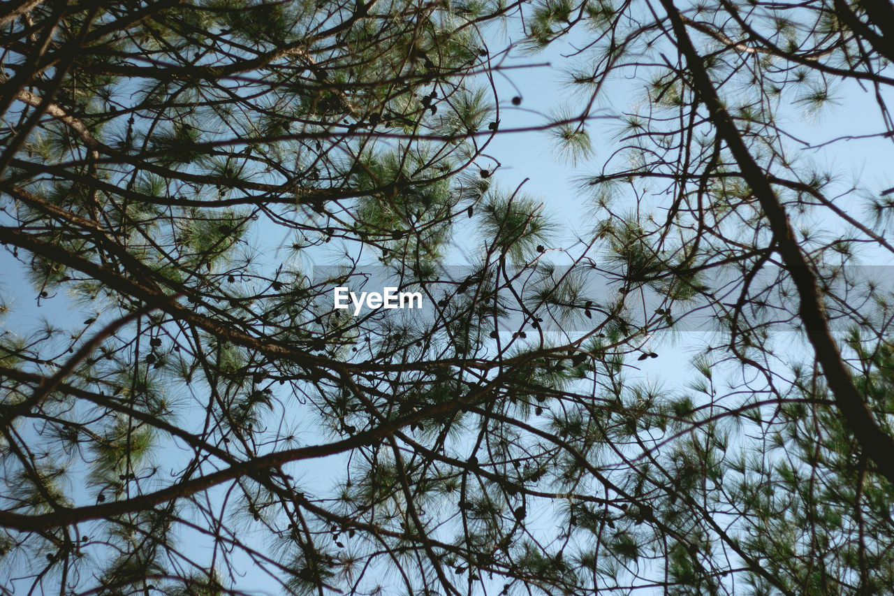 Low angle view of trees against sky