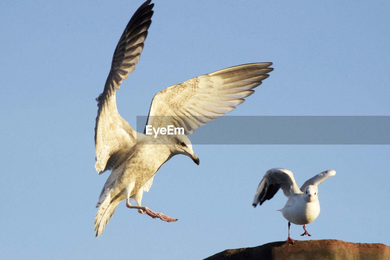 Low angle view of birds flying against clear sky