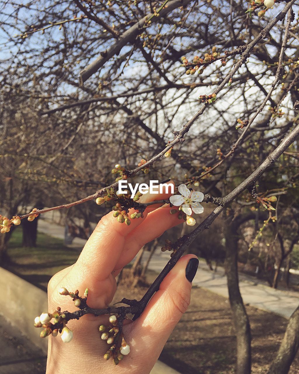 Close-up of woman hand touching flower on tree