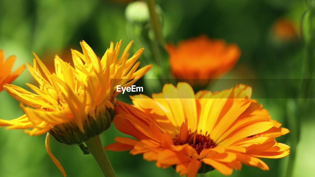 close-up of red flower