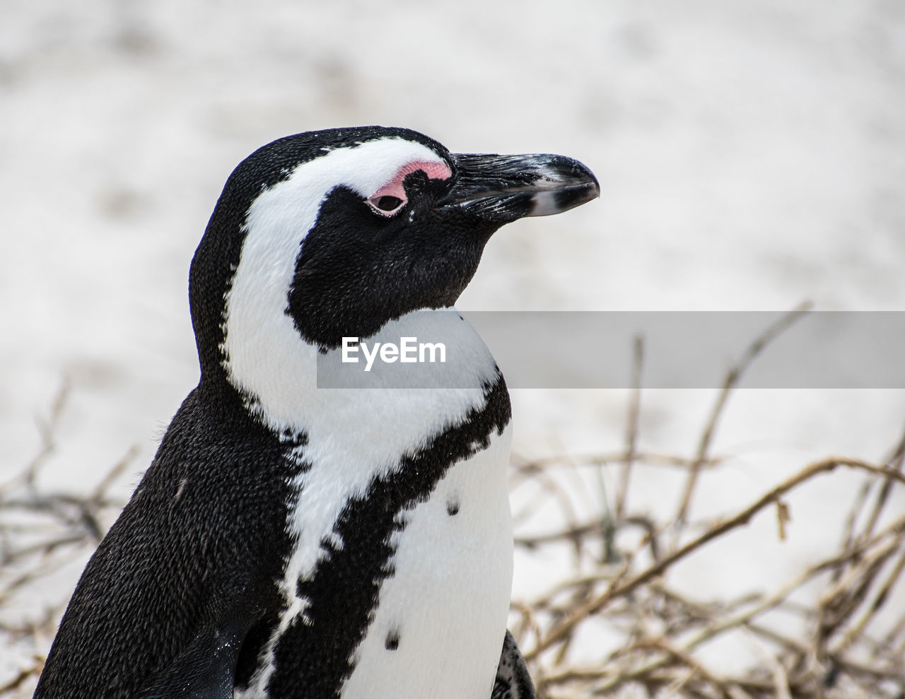 CLOSE-UP OF PENGUIN OUTDOORS