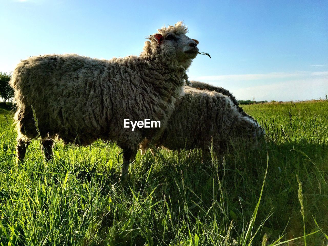 Sheep grazing on grassy field