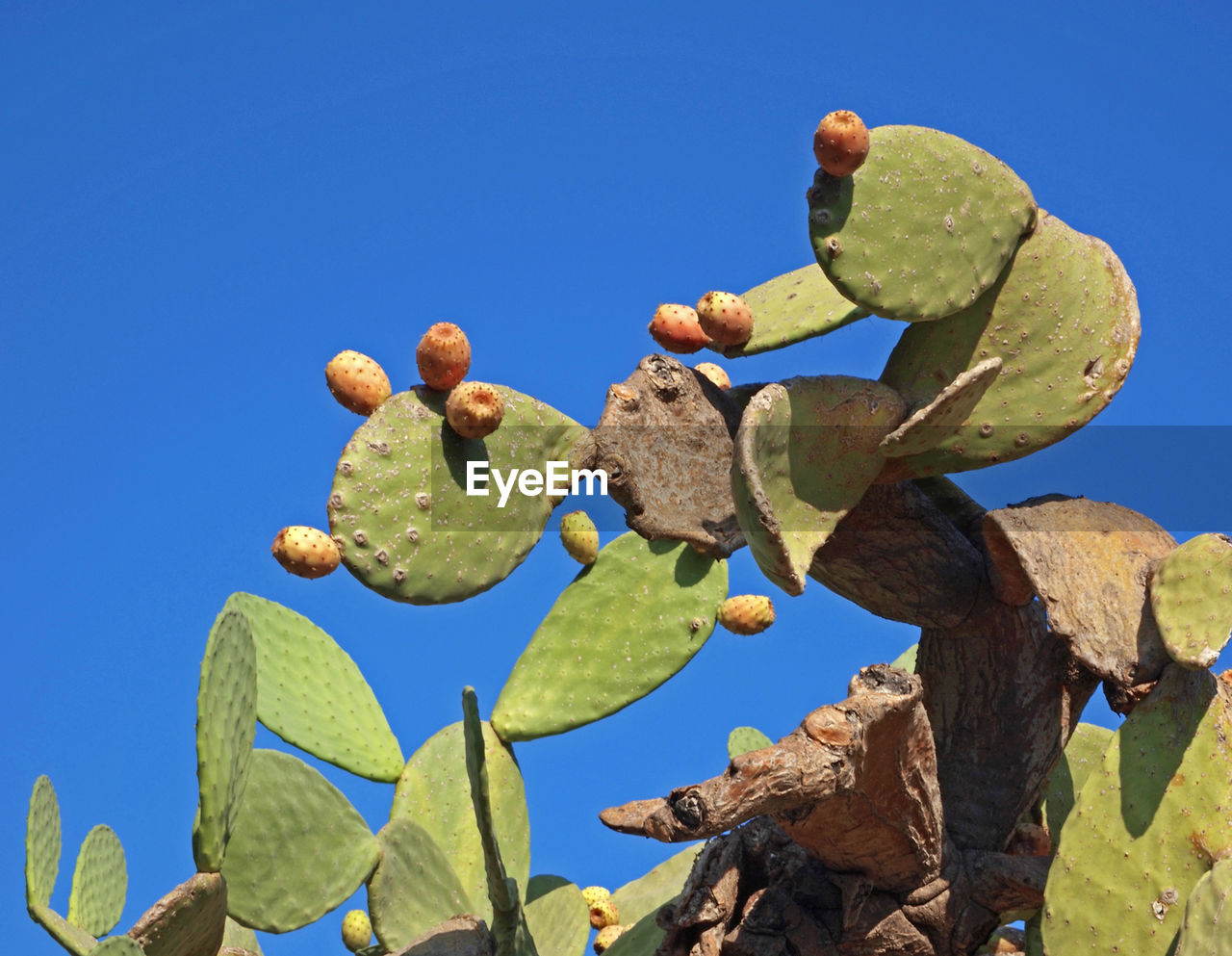 LOW ANGLE VIEW OF SUCCULENT PLANT AGAINST SKY