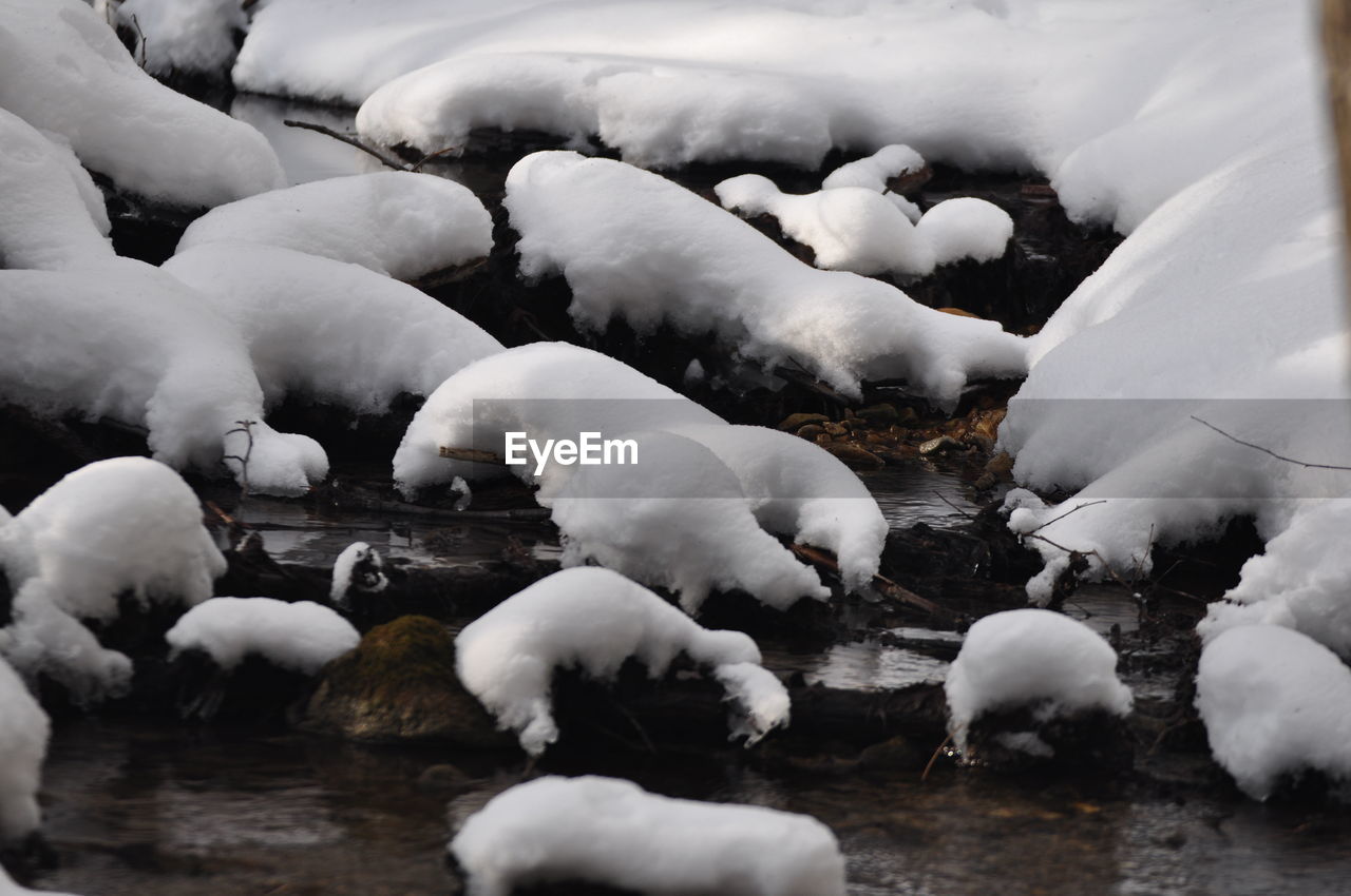 CLOSE-UP OF SWAN SWIMMING ON LAKE