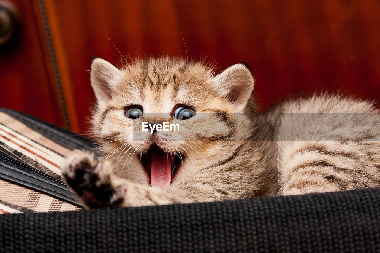 Golden british kitten lying on the bag and yawns