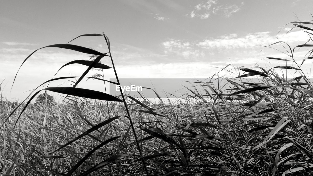 LOW ANGLE VIEW OF PLANTS GROWING ON FIELD AGAINST SKY