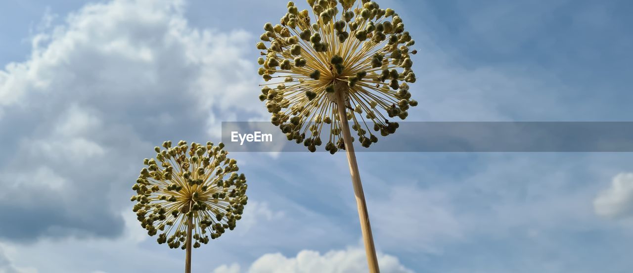 Low angle view of allium against sky