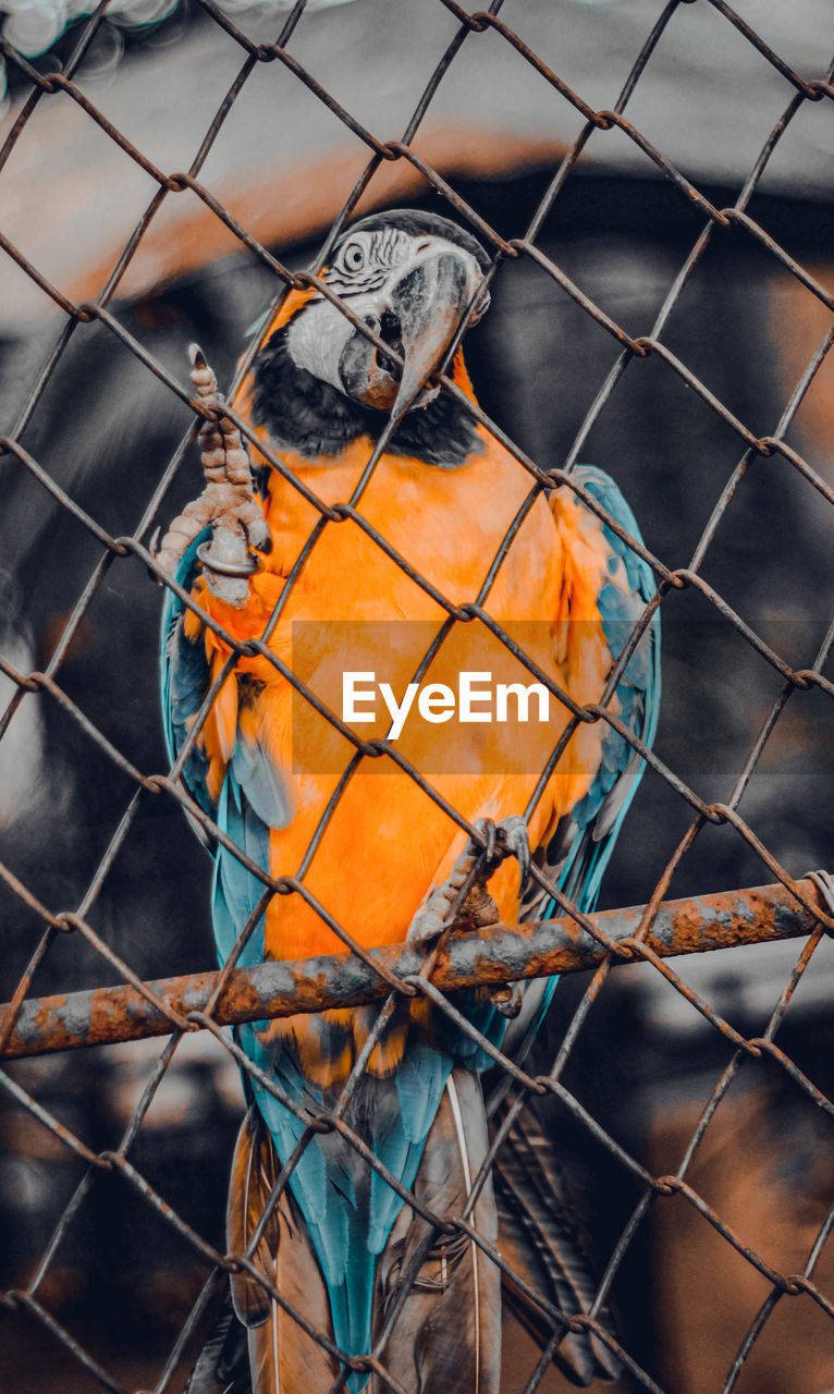 Close-up of bird perching in cage