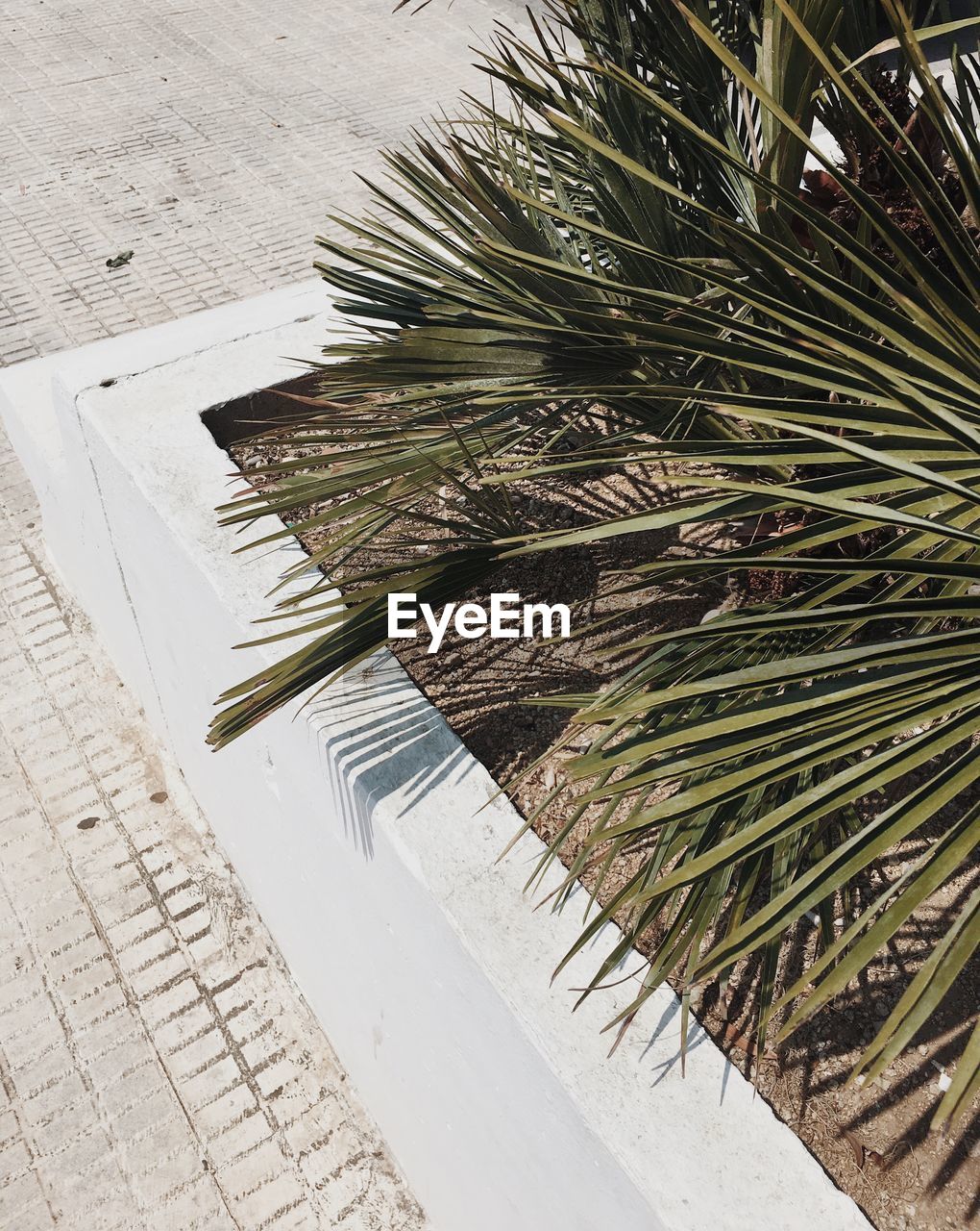 High angle view of plants growing at sidewalk