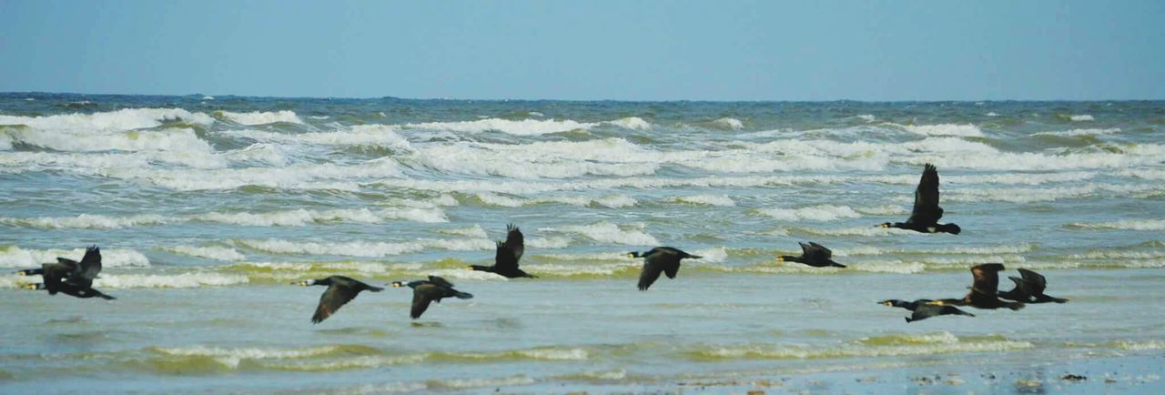 BIRDS ON BEACH AGAINST SKY