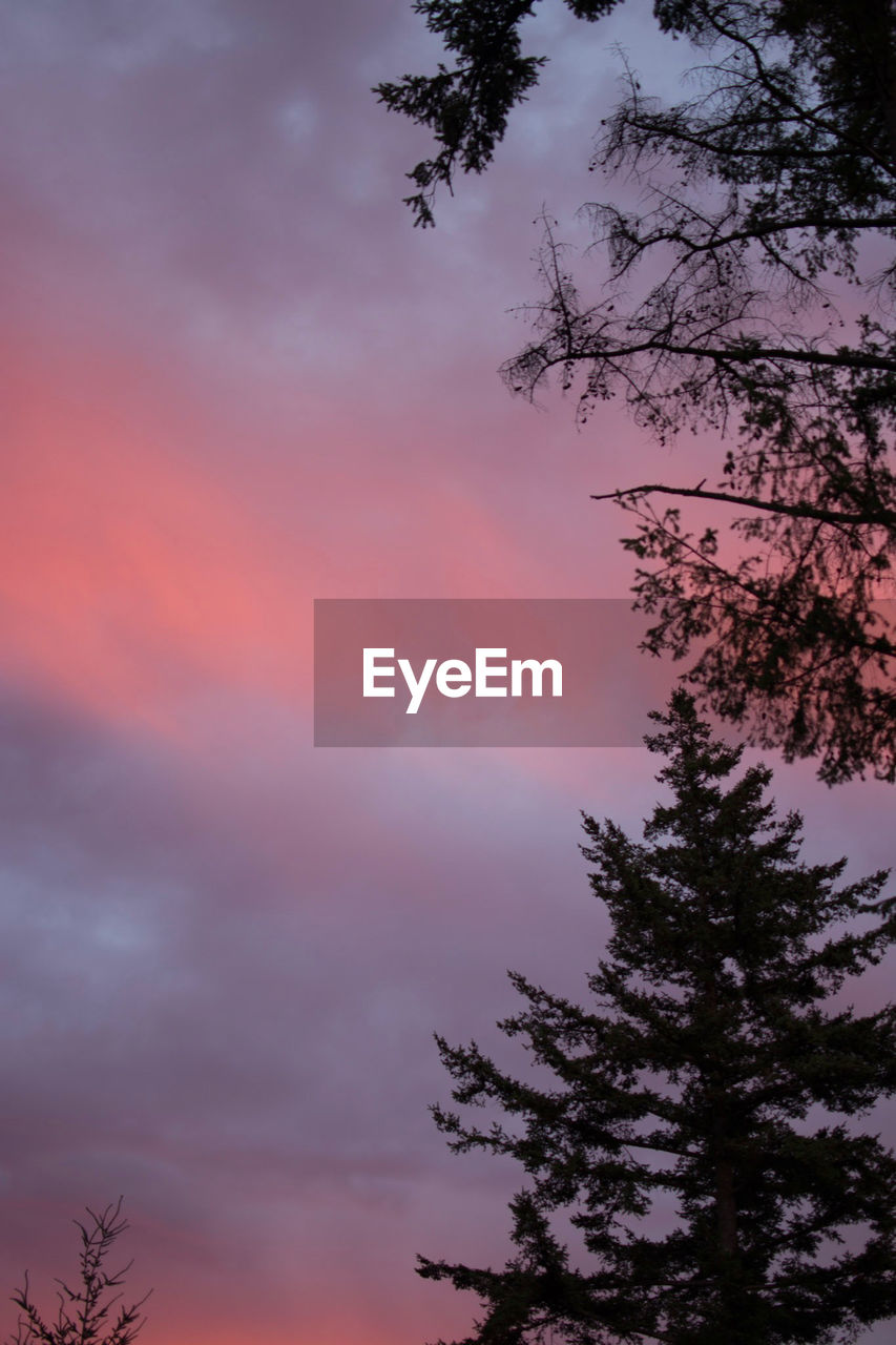 LOW ANGLE VIEW OF SILHOUETTE TREE AGAINST SKY