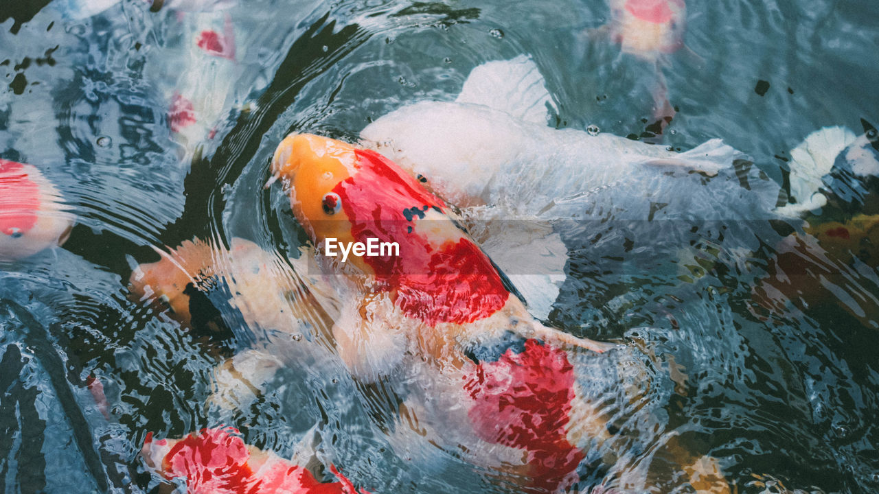 HIGH ANGLE VIEW OF KOI FISH SWIMMING IN LAKE