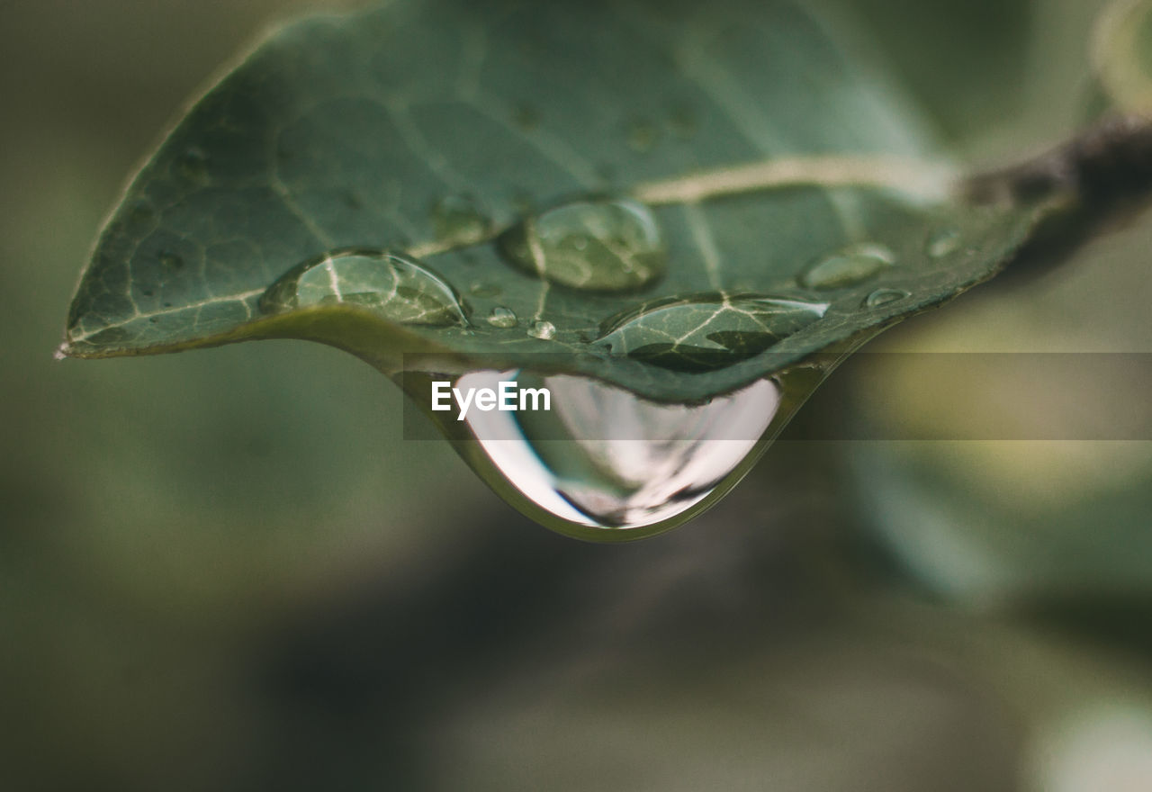 CLOSE-UP OF RAINDROPS ON PLANT