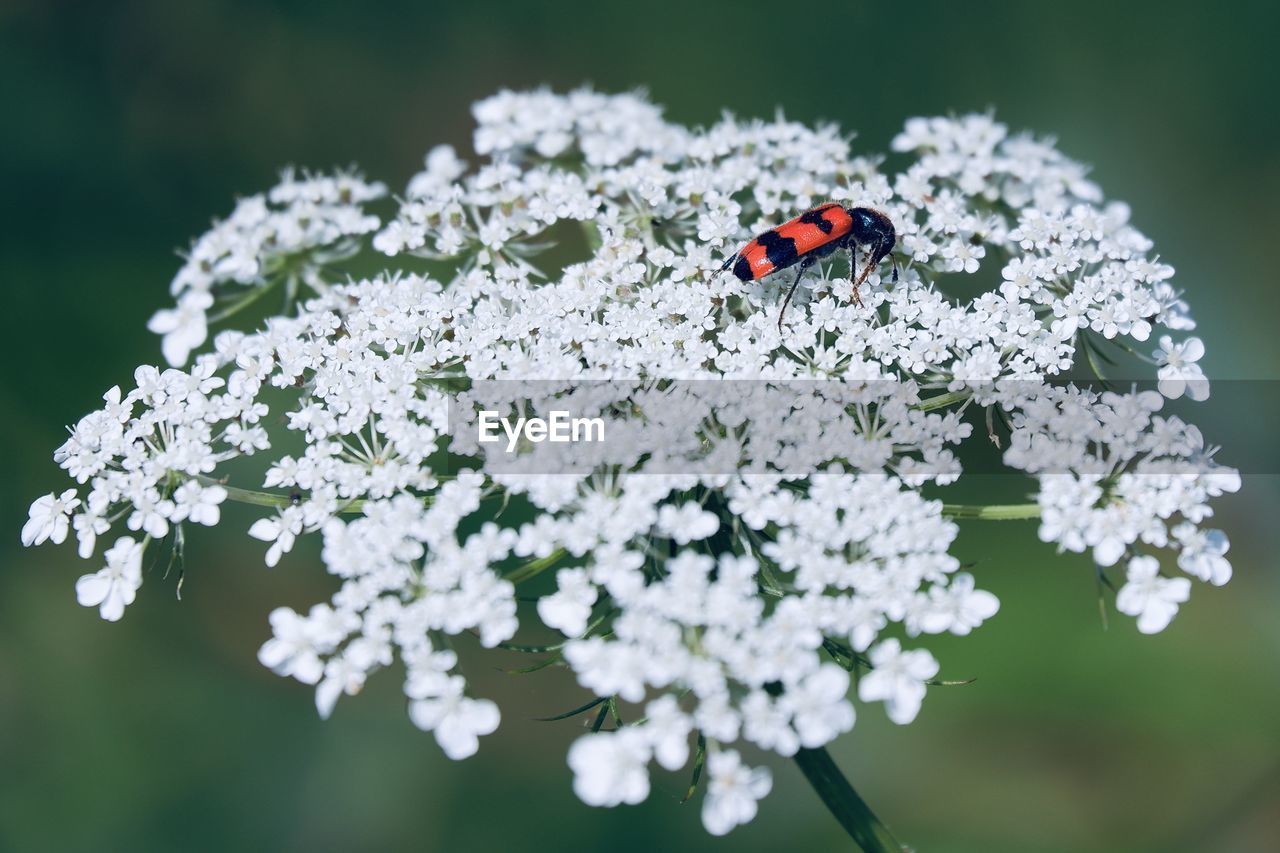 Close-up of ladybug on flower