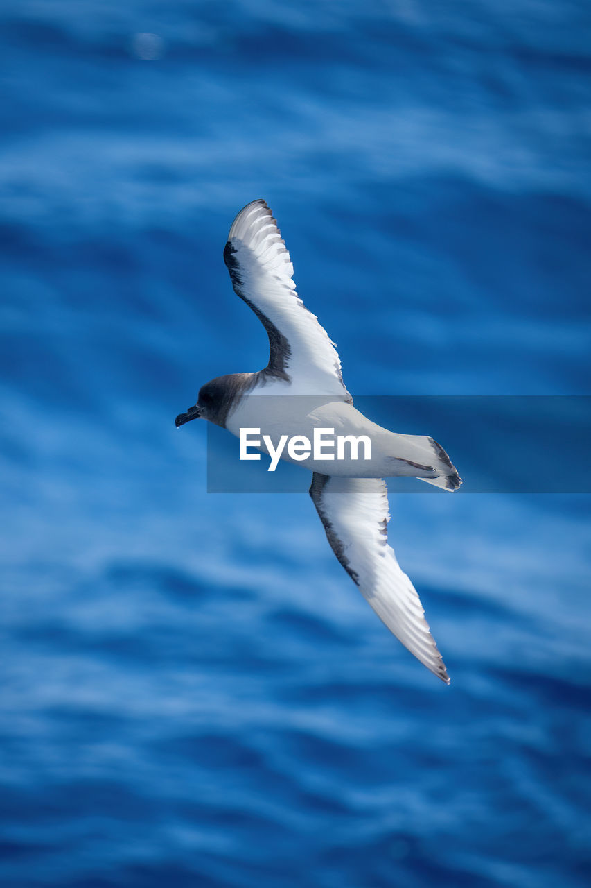 Antarctic petrel banks over ocean in sunshine