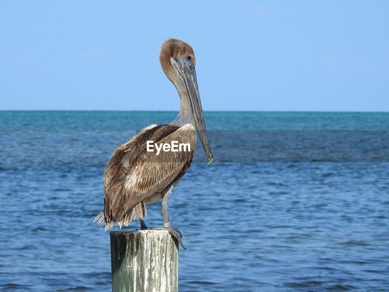 VIEW OF BIRD PERCHING ON WOODEN POST IN SEA AGAINST SKY