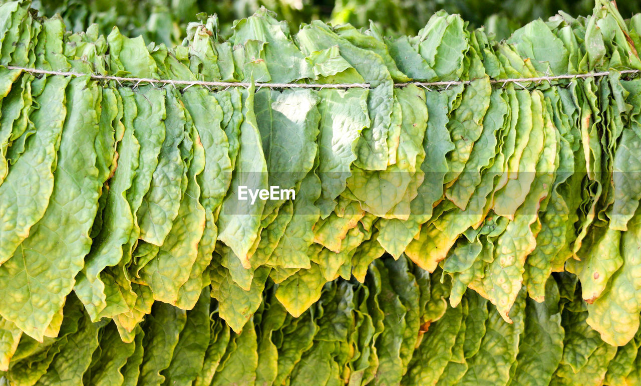 Close-up of tobacco leaves